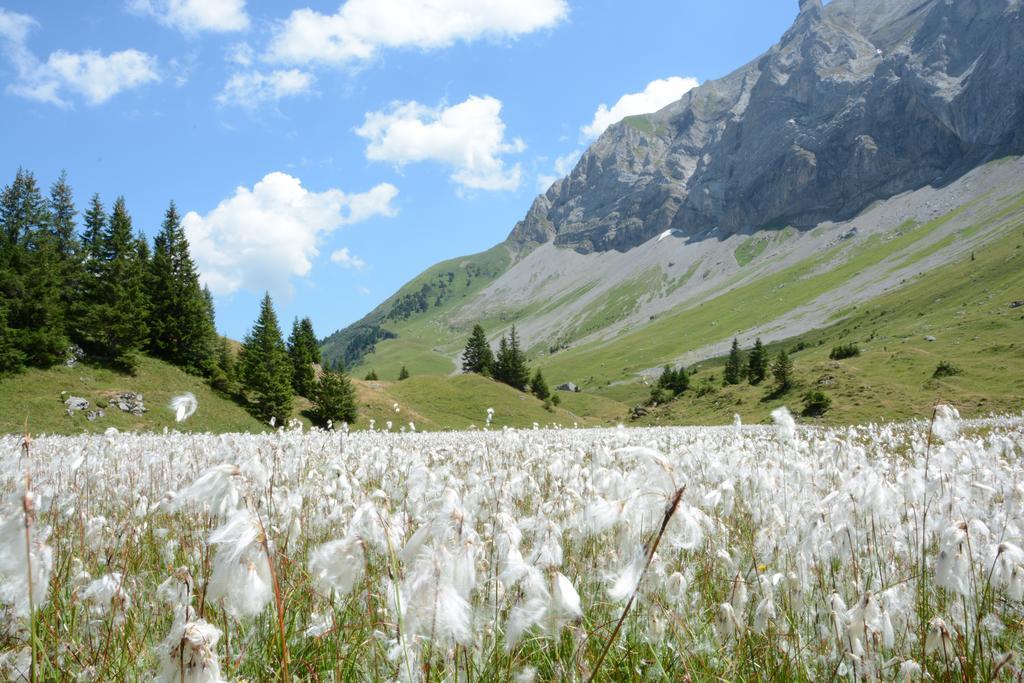 Hotel Hari Im Schlegeli Adelboden Eksteriør bilde